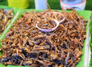 10 แมลงเป็นที่นิยมนำมาทอดรับประทาน มีอะไรบ้าง